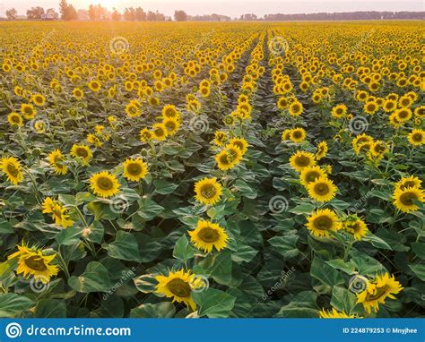 Hermoso Campo De Girasoles Al Atardecer Imagen De Archivo Imagen De