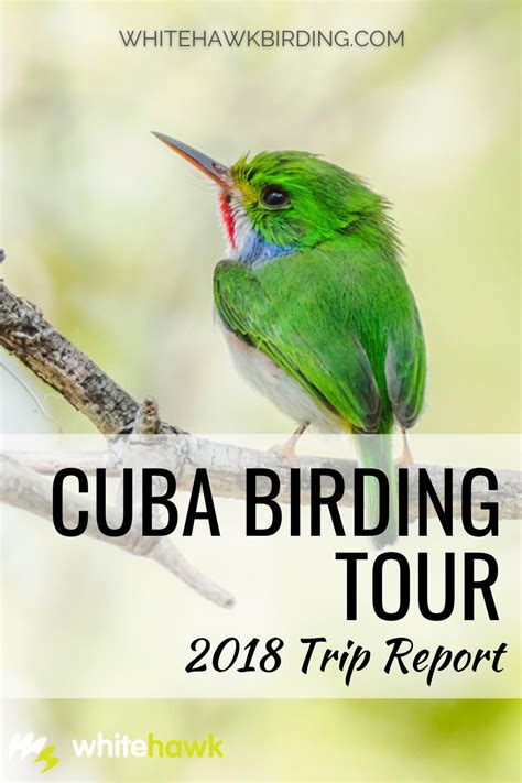 Cuba Trip Reprt Is Now Online Whitehawk Birding Blog