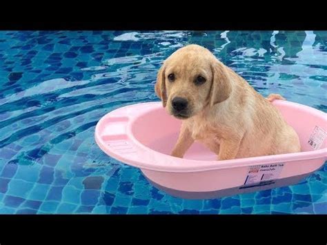 Cute Aesthetic Dog Pictures Swimming