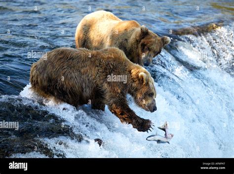 Brown Bears fishing Brooks Falls Katmai National Park Alaska Stock ...