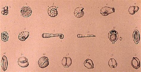 April 6 Cafe – Fossil Foraminifera: What are they? • Science at Cal