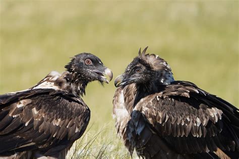 Life Secures A Brighter Future For Europe S Bearded Vulture European Commission