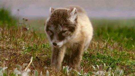 Fox Sleeping GIF - Find & Share on GIPHY