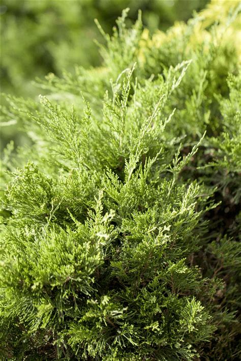 Not The Mint Juniper Artofit