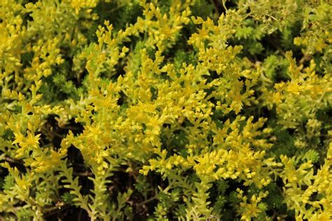 Photo Of The Bloom Of Tasteless Stonecrop Sedum Sexangulare Posted By