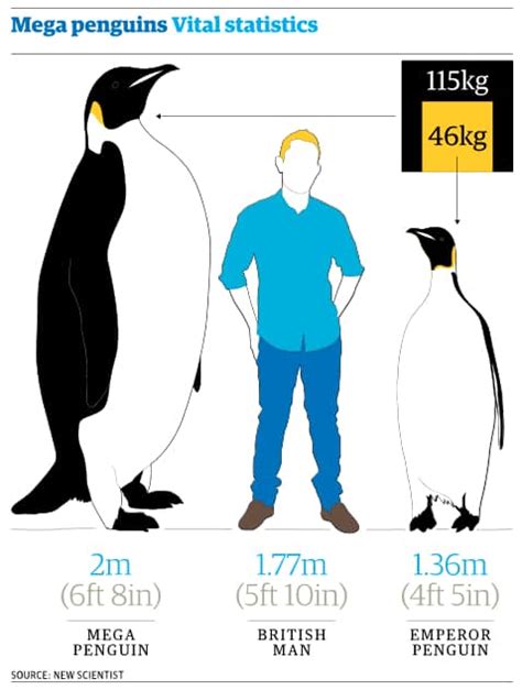 Giant penguin fossil shows bird was taller than most humans – Focusing ...