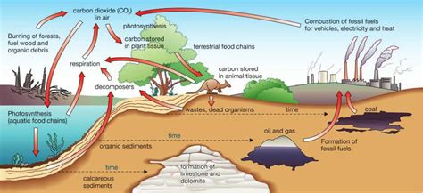 Fossil Fuels Formation Animation