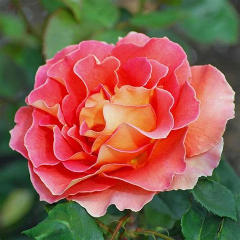 Arizona Hybrid Tea Rose - Tree Form