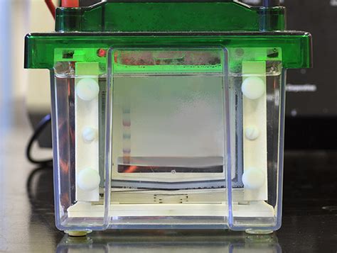 Western Blotting Guide Part 2 Protein Separation By Sds Page