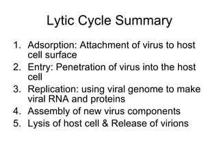 Lytic Vs Lysogenic Cycle Ppt