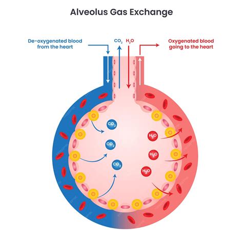 Alveoli Gas Exchange