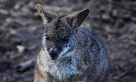 Parma Wallaby - Bridlington Animal Park