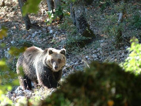 Centro Visita Dell Orso Villavallelonga Parco Nazionale D Abruzzo