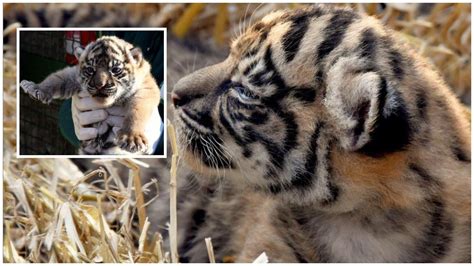 Nasce Una Tigre Di Sumatra Al Bioparco Di Roma Grande Rilevanza