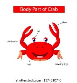 167 Crab Anatomy Images, Stock Photos & Vectors | Shutterstock