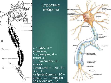 Нерв тіні - презентация онлайн