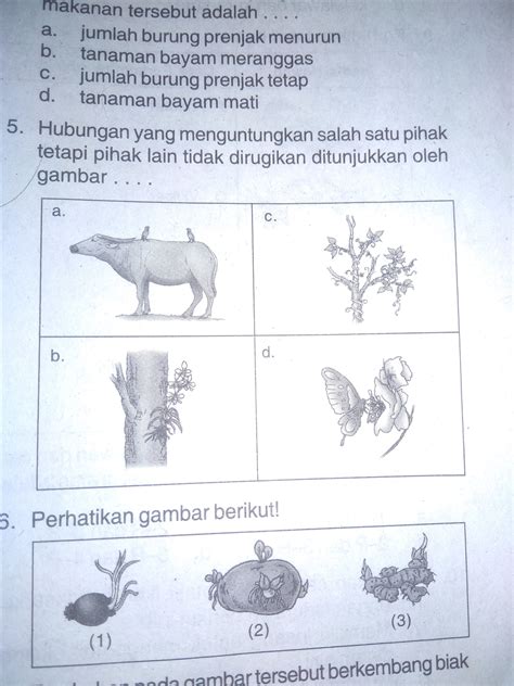 Contoh Soal Simbiosis Ujian