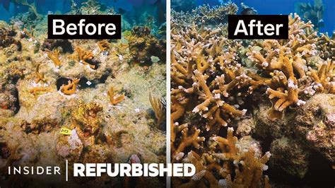 Restoring Florida S Dying Coral Reefs Refurbished Insider YouTube