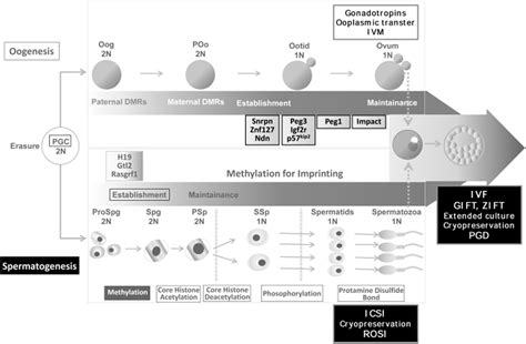 Epigenetic Alterations In Sperm Associated With Male Infertility