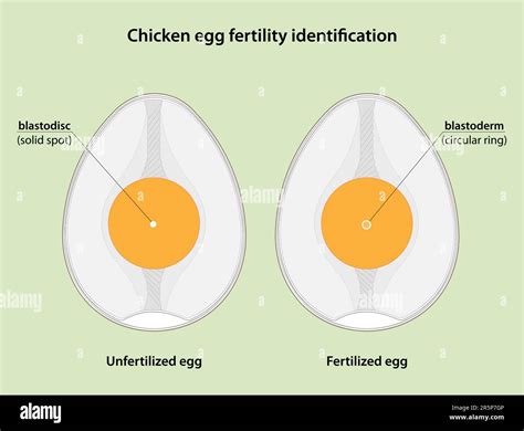 Chicken Egg Fertility Identification Fertilized Eggs Contain
