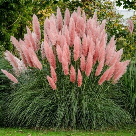 Pink Pampas Grass Seeds Cortaderia Selloana Ár 1 50