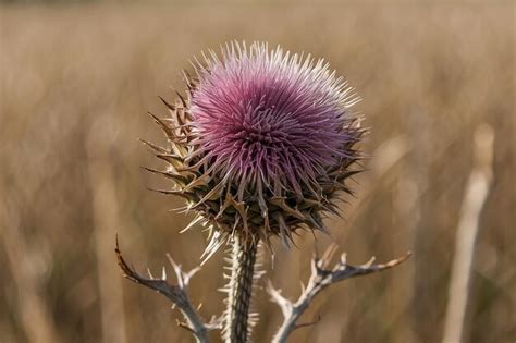 Premium Photo An Isolated Dried Thistle Flower In A Field