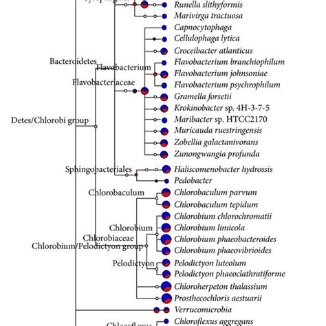 The Glyoxylate And Dicarboxylate Metabolism Pathway The Formate