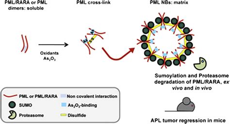 Pml Rara Oxidation And Arsenic Binding Initiate The Antileukemia