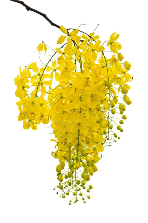 Purging Cassia Or Ratchaphruek Flowers Isolated On White 16739524 Stock