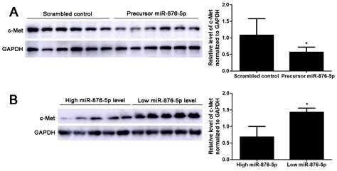 Microrna 876 5p Inhibits Cell Proliferation Migration And Invasion By