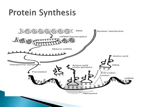 Protein Synthesis Powerpoint Ppt Download