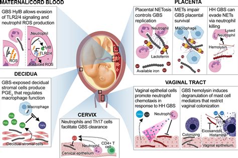 Frontiers Bacterial And Host Determinants Of Group B Streptococcal Vaginal Colonization And