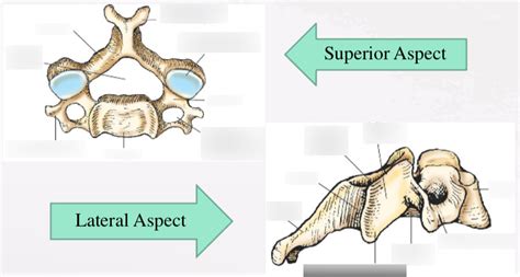 RTCA 141 Week 5 C Spine T Spine Soft Tissue Neck Cervical