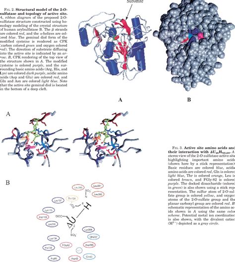 Figure From The Heparin Heparan Sulfate O Sulfatase From