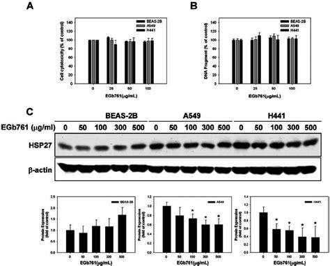 Effect of EGb761 in cell cytotoxicity and heat shock protein 27 ... 