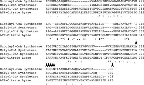 Sequence Alignments Of The Citrate Binding Domain Of Human Atp Citrate