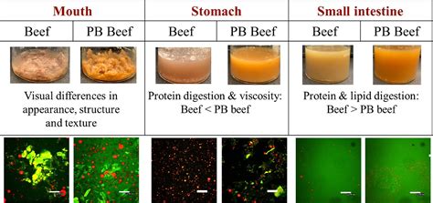 Digestion Of Meat