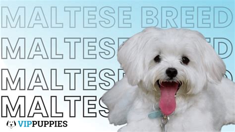 Maltese Breed | VIP Puppies - Top Rated National® Puppy Finder