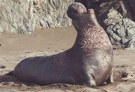 An Elephant Seal’s Deep Dive | Friends of the Elephant Seal