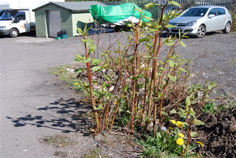 Invasive Alert Japanese Knotweed Para Space