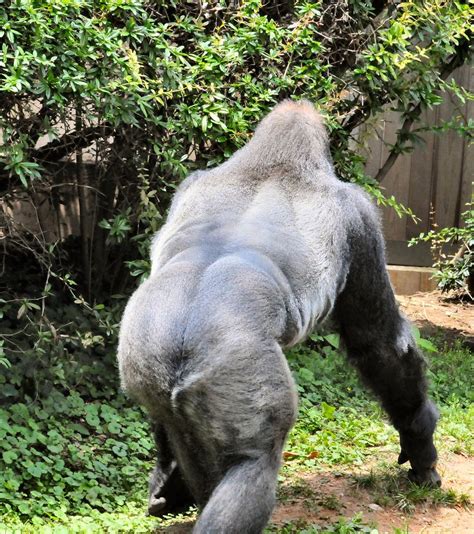 Great Ape Gorilla Walking Away At National Zoo Great Ape Gorilla