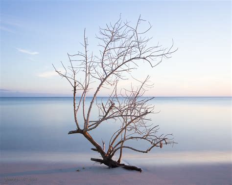 LONE TREE - Landscape and Nature Photography on Fstoppers