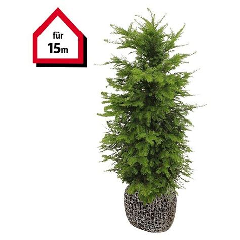 Heimische Eibe Stk Cm Cm Taxus Baccata Bauhaus