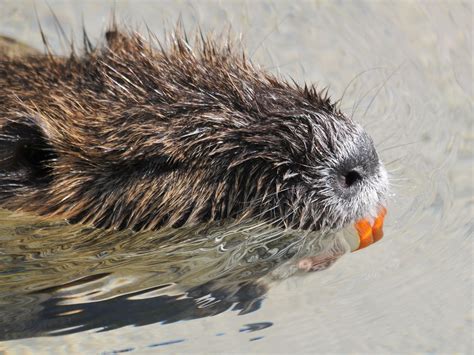 The Online Zoo - Nutria