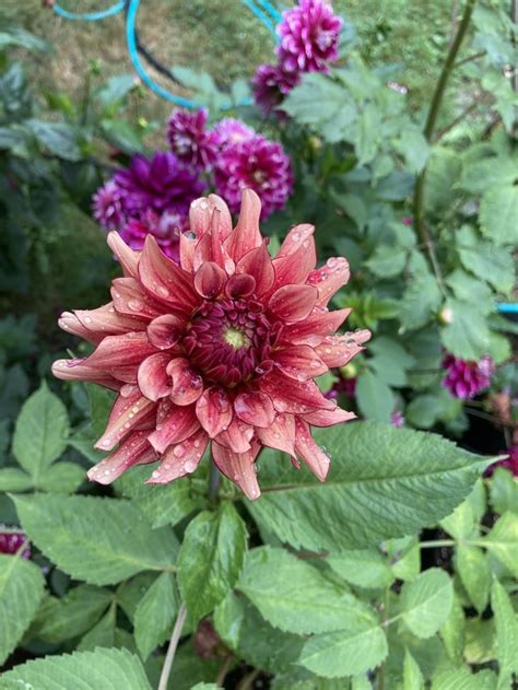 Newer To Dahlias What Are These Pests And How Can I Prevent Next