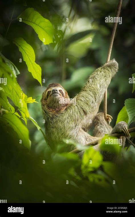 Brown Throated Three Toed Sloth Bradypus Variegatus In Rainforest