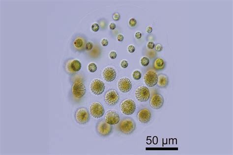 Species Of Algae With Three Sexes That All Mate In Pairs Identified In