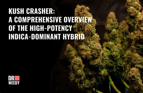 Kush Crasher A Comprehensive Overview Of The High Potency Indica