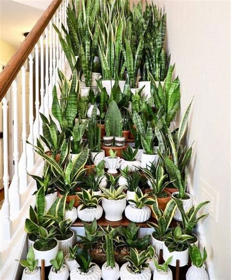 The 7 Easiest Houseplants To Propagate Article Onthursd