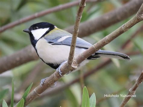 身近に観察できる日本の野鳥10選と見分け方まとめ！！鳥さんぽを楽しもう♬ ゆずみそのholoholoな日々♬